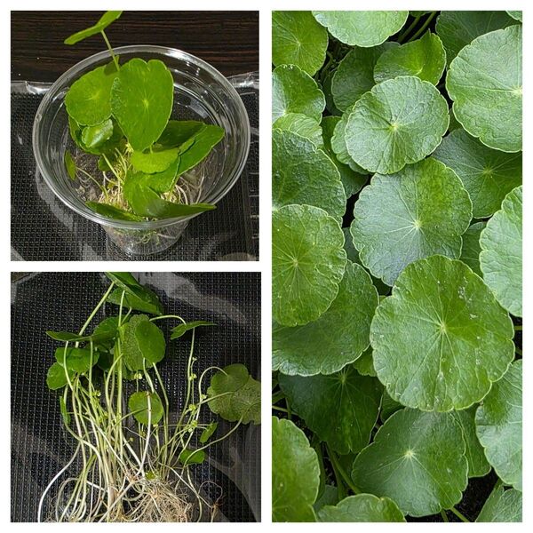 水草 ウォーターコイン ウォーターマッシュルーム 1カップ分 水生植物 メダカ水槽