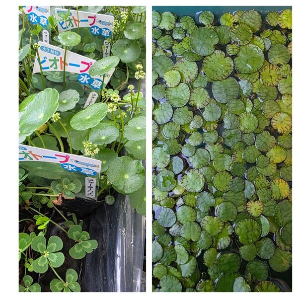 水草 ウォーターコイン 1ポット分 ドワーフフロッグピット 20株セット 浮草 送料無料