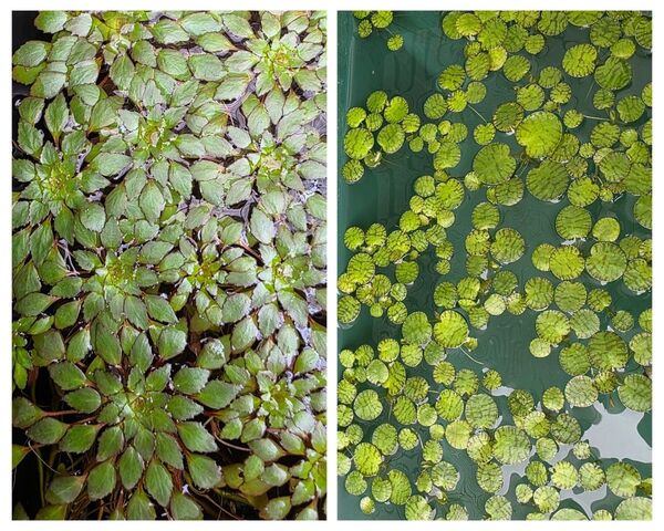 水草 ウォーターダイヤ 1株 ドワーフフロッグピット 10株セット 浮草
