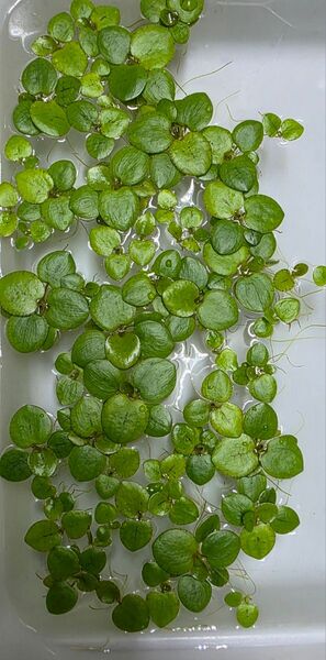 (週末限定セール) 水草 アマゾンフロッグピット 10株 浮草 無農薬 送料無料
