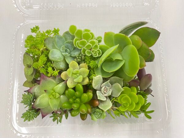 多肉 寄せ植えセット 15種類入り 多肉植物 カット苗 エケベリア ミックス多肉植物 カット苗 詰め合わせ