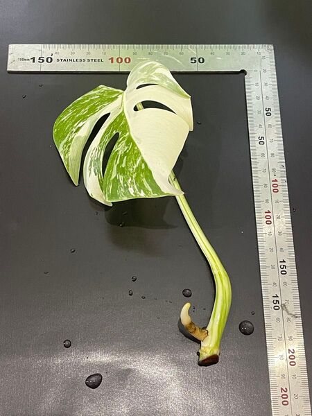 商品名:斑入りモンステラ