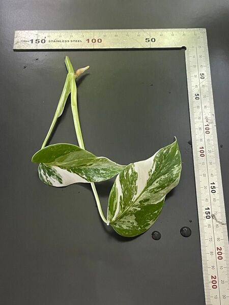 斑入り モンステラ
