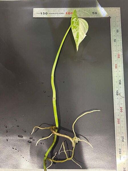 斑入り モンステラ