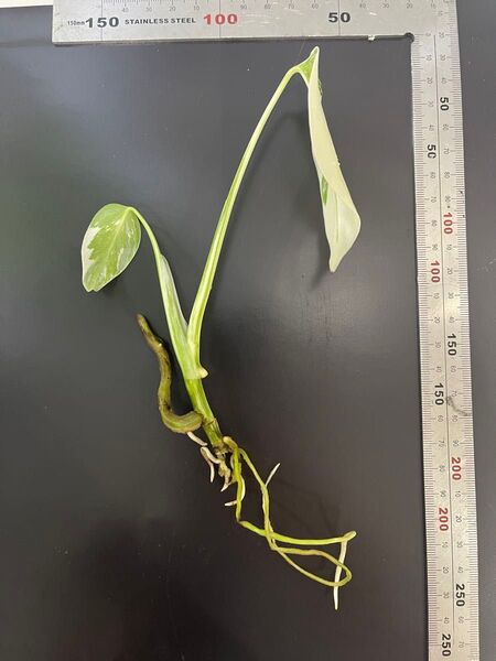 斑入り モンステラ