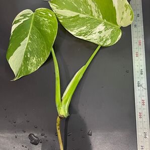 斑入り モンステラ