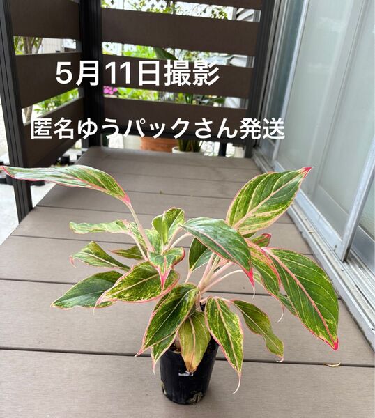 アグラオネマ ピンク 観葉植物 鉢ことゆうパックさん発送