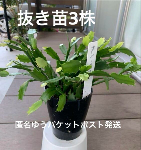 デンマークカクタス サイバーダンサー 抜き苗 3株 匿名ゆうパケットポスト発送