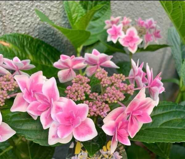 紫陽花 1株 根付き 抜き苗 ゆうパケットポスト発送