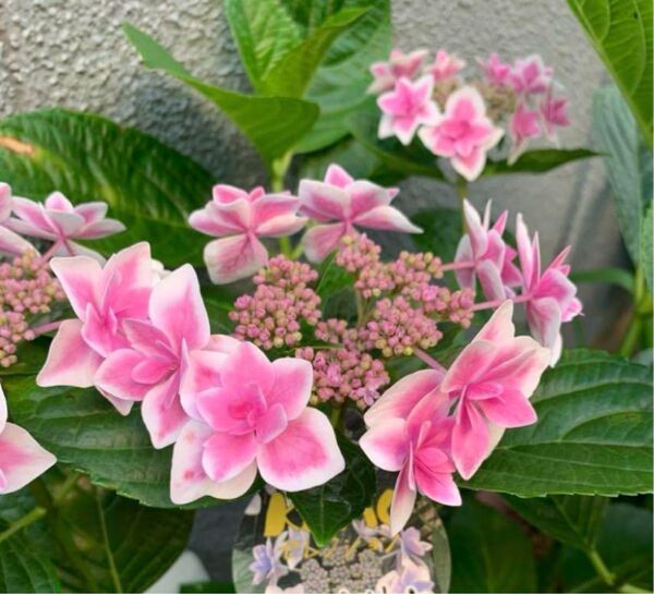 紫陽花 1株 根付き 抜き苗 ゆうパケットポスト発送
