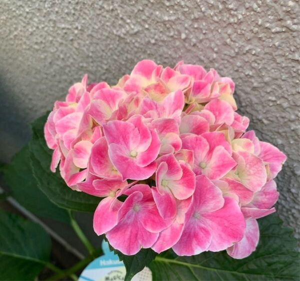 紫陽花 1株 根付き 抜き苗 ゆうパケットポスト発送
