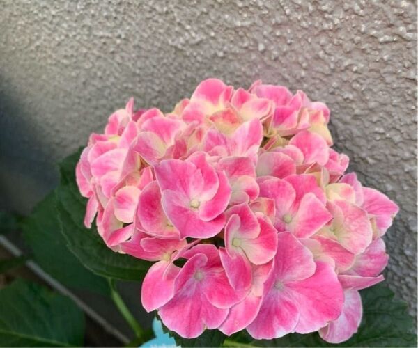 紫陽花 1株 根付き 抜き苗 ゆうパケットポスト発送