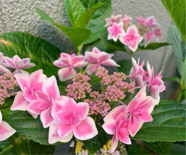 紫陽花 1株 根付き 抜き苗 ゆうパケットポスト発送