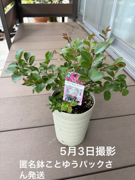 短性サルスベリ(百日紅) 苗木 チェリー 鉢こと発送