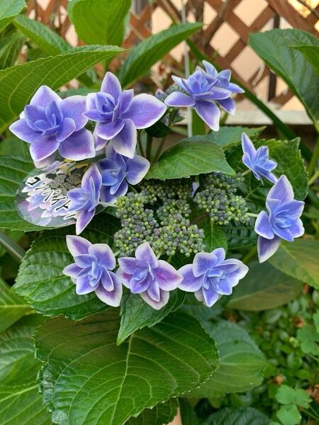 紫陽花 1株 根付き 抜き苗 ゆうパケットポスト発送