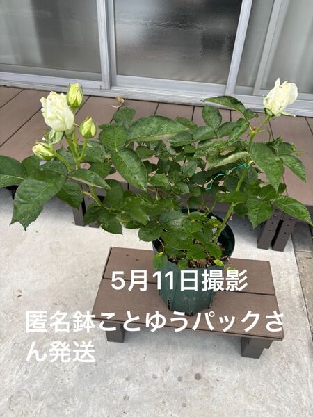 薔薇(バラ) 大苗 四季咲く 匿名鉢ことゆうパックさん発送