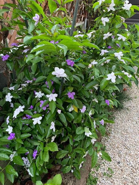 ニオイバンマツリ 香りの木 開花中 期間限定 鉢ごと発送