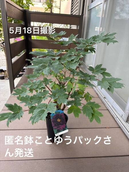 ボタン(牡丹) 紫晃(シコウ) 2年生苗 13.5cm 匿名鉢こと発送