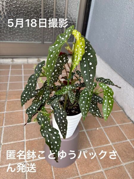木立ベゴニア ベゴニアマクラータ 4号鉢 鉢ことゆうパック発送