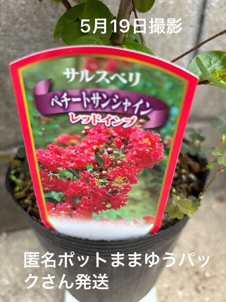 百日紅 サルスベリ ペチートサンシャイン レッドインブ 苗木 ポットこと発送