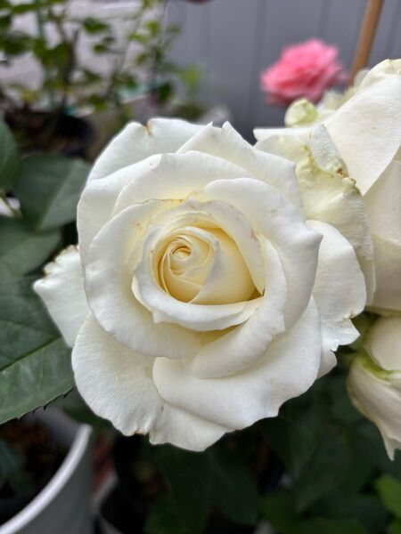 薔薇(バラ) 大苗 四季咲く 匿名鉢ことゆうパックさん発送