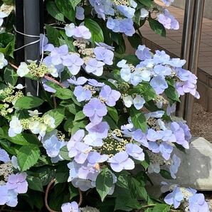 アジサイ苗 ガクアジサイ 1株 抜き苗 ゆうパケットポスト発送