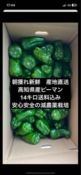 朝獲れ新鮮産地直送!高知県産ピーマン14キロ送料込み 安心安全の減農薬栽培!