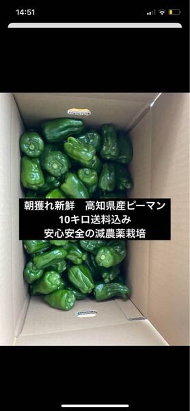 朝獲れ新鮮!高知県産ピーマン10キロ送料込み 安心安全の減農薬栽培!