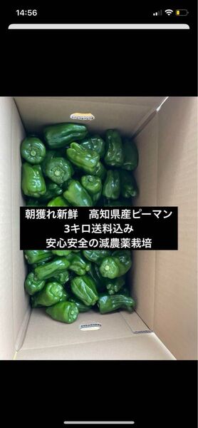 朝獲れ新鮮!高知県産ピーマン3キロ送料込み 安心安全の減農薬栽培!