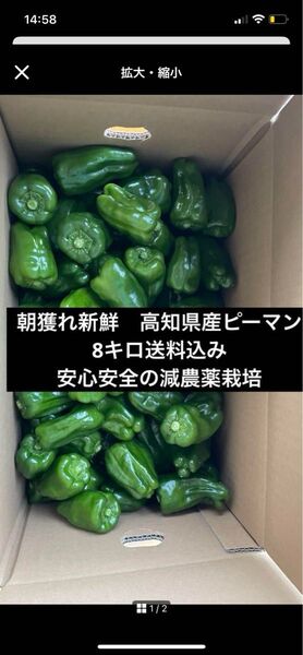 朝獲れ新鮮!産地直送!高知県産ピーマン8キロ送料込み 安心安全の減農薬栽培!