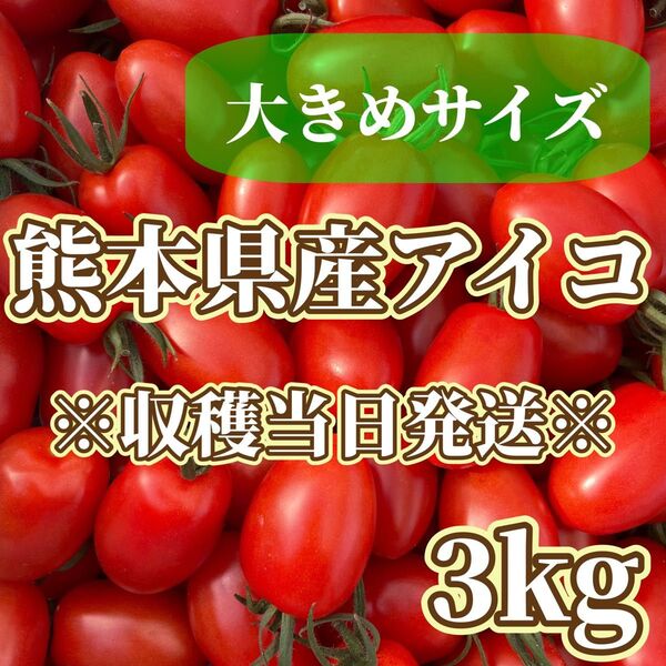 熊本県産ミニトマト アイコ 3kg 大きめ