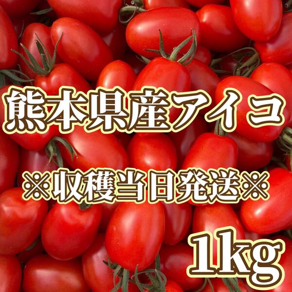 熊本県産ミニトマト アイコ 1kg