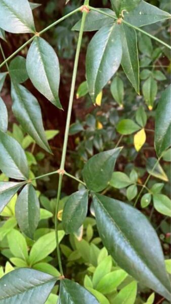 南天の枝 ネコポスのお箱いっぱい nandina