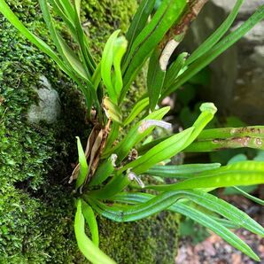シダ植物と苔 moss fern