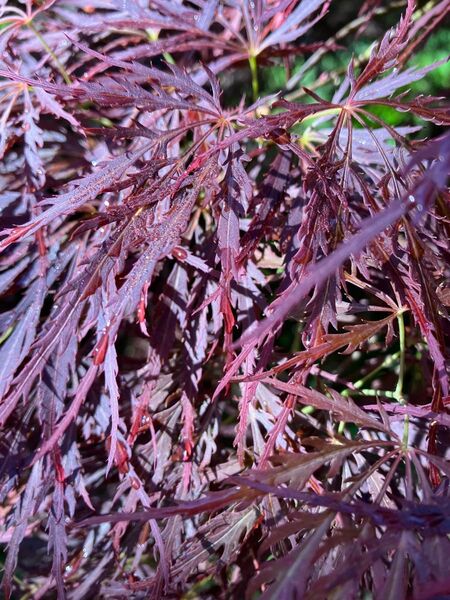 紅枝垂れ紅葉 ベニシダレモミジ ネコポスのお箱いっぱい 手向山たむけやま