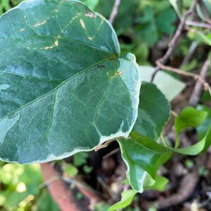 アイビー 観葉植物 ivy