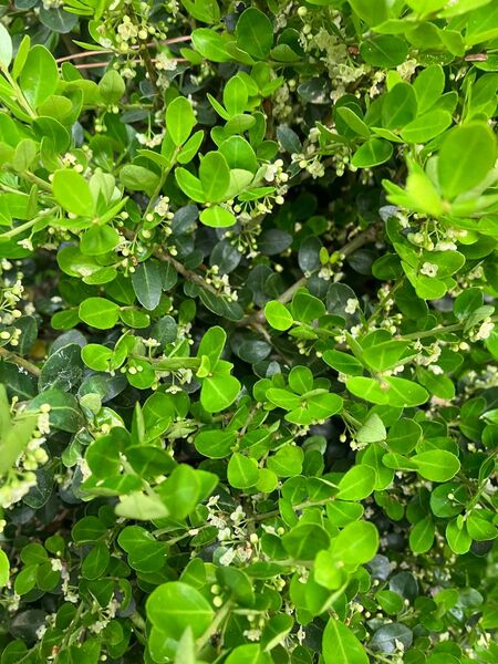 キンメツゲ 庭木 植木 グリーン 枝をネコポスのお箱いっぱい kinme tuge japanese box