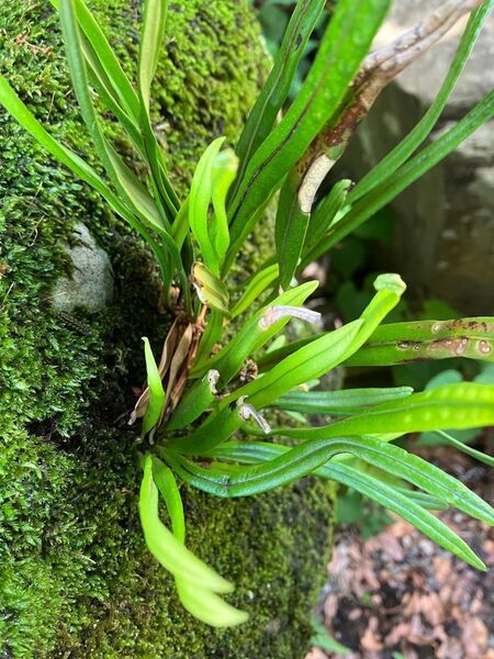 シダ植物と苔 moss fern