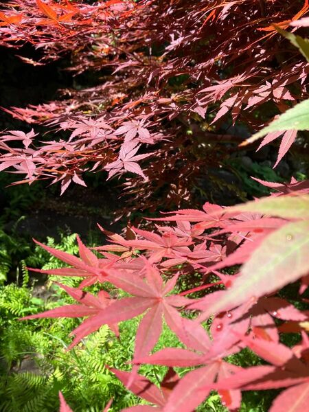 濃紫紅葉の枝 ネコポスのお箱いっぱい Maple Leaves ノムラモミジ