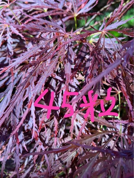 紅枝垂れ紅葉の種子 45粒 ベニシダレモミジ 手向山 タムケヤマ seeds