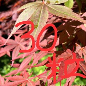 濃紫紅葉ノムラモミジの種子 30個