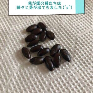 バンレイシ 釈迦頭 種20粒 sugar apple