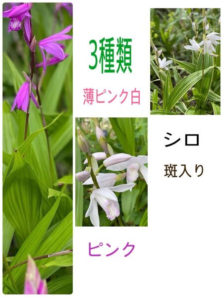 シラン 苗 3種類 ぬき苗