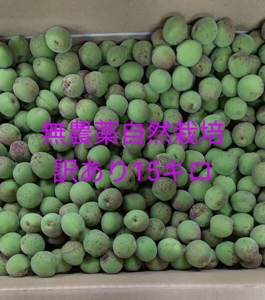 無農薬 自然栽培訳あり青梅 15kg本日の12時まで購入は本日発送いたします。
