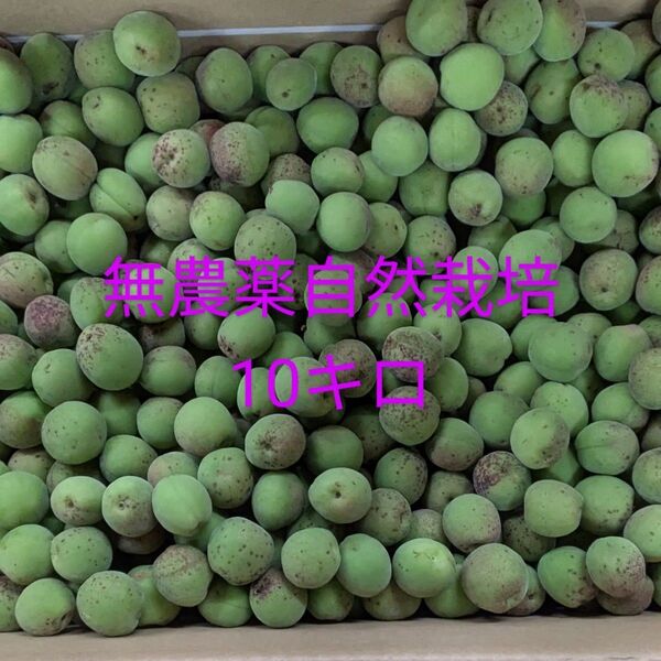 無農薬自然栽培青梅訳あり 10kg
