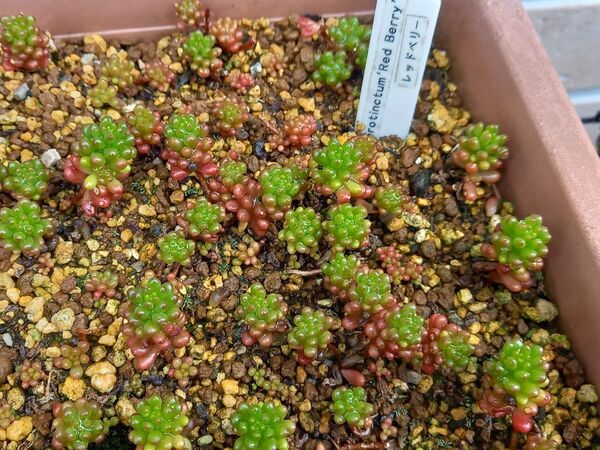 レッドベリー カット苗10本 多肉植物 セダム
