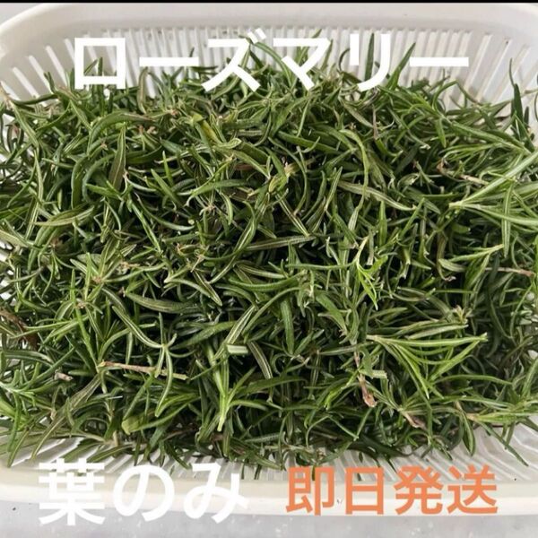 ローズマリー チンキ 葉っぱ 乾燥 無農薬 家庭菜園 ハーブ つみたて フレッシュ 新鮮
