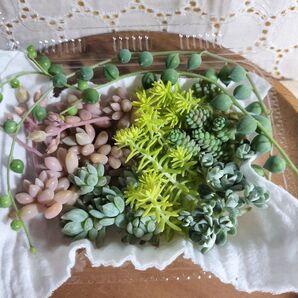 多肉植物カット苗 寄せ植えにどうぞ