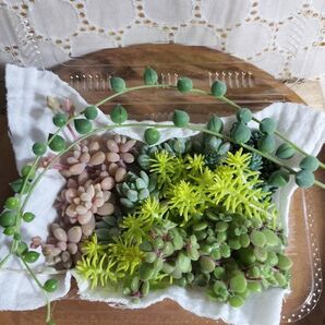 多肉植物カット苗 寄せ植えにどうぞ