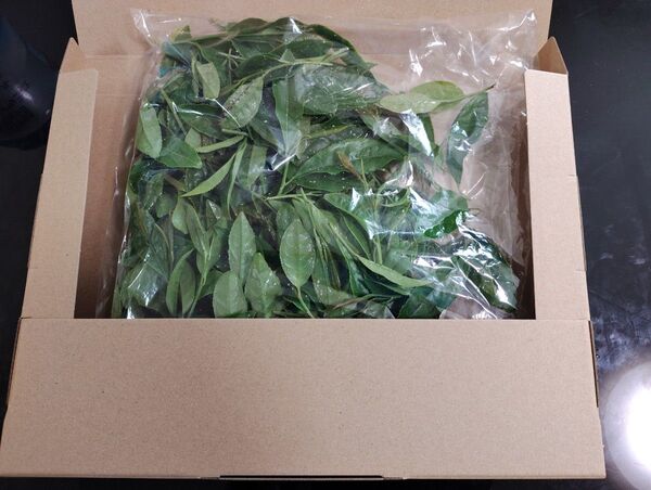 取り立て無農薬狭山茶新芽60g